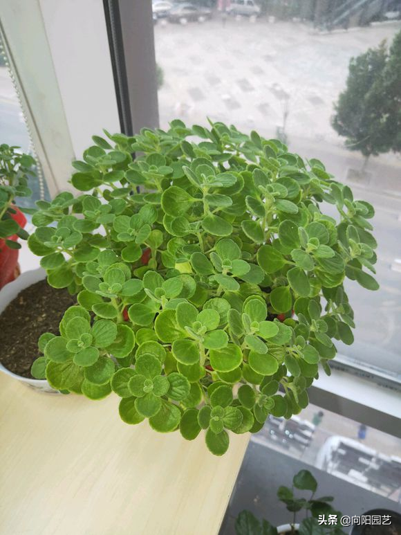 碰碰香怎么扦插，碰碰香的繁殖方法（15天长成“绿皮球”）