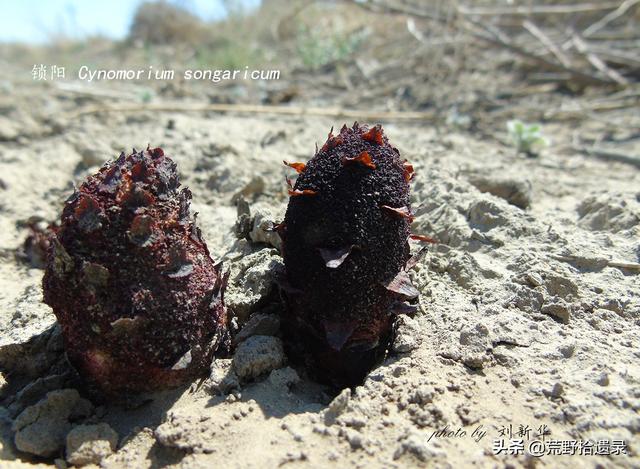 锁阳茶的功效，锁阳怎么个吃法。（锁阳曾被广泛用于中外传统医学）