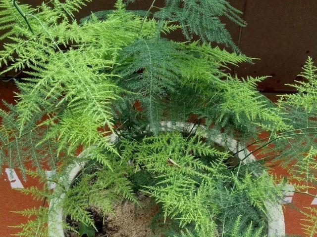 瓜子属于坚果吗，瓜子花生属于坚果类吗（给花吃点瓜子）