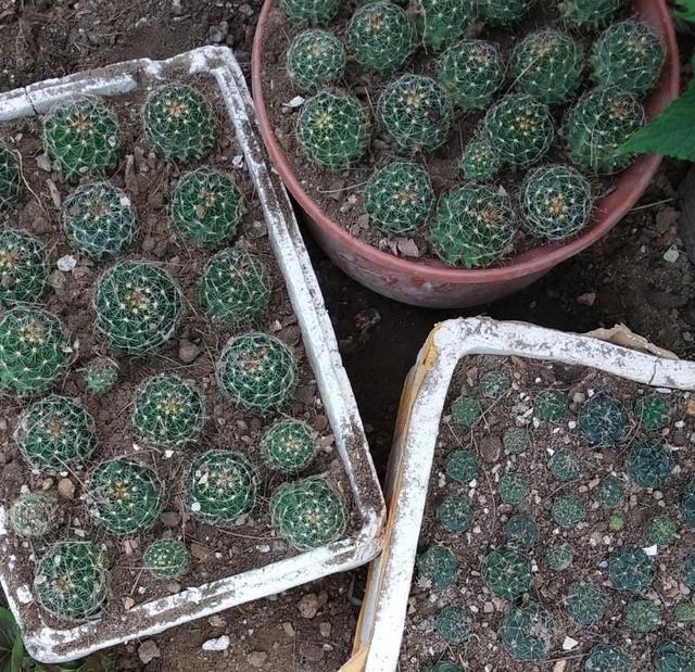 仙人球怎么移栽，仙人球怎样移栽移植和养护（掰个仙人球小侧芽）