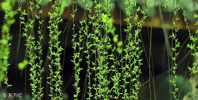 流莺啼转是什么意思近义词是什么，流莺的反义词（春日诗词之十）