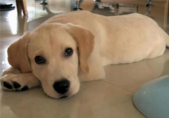 拉布拉多聪明吗，拉布拉多犬和泰迪哪个聪明（聪明的拉布拉多）