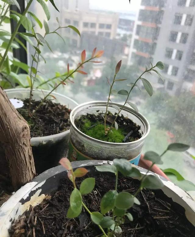 蓝莓树苗怎么种植，蓝莓树苗怎么种植阳光（枝叶繁茂根系发达顺利挂果）