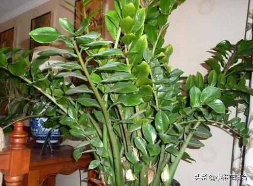 金钱树的养殖方法和注意事项，金钱树的养殖方法和注意事项是什么（记住4个小方面）