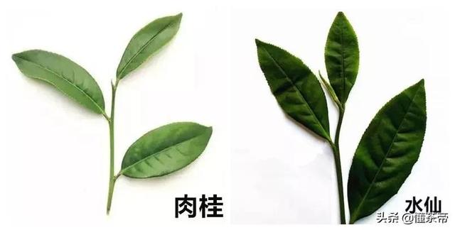 什么颜色叫做肉桂色，什么颜色叫做肉桂色呢（大红袍、肉桂、水仙分不清）