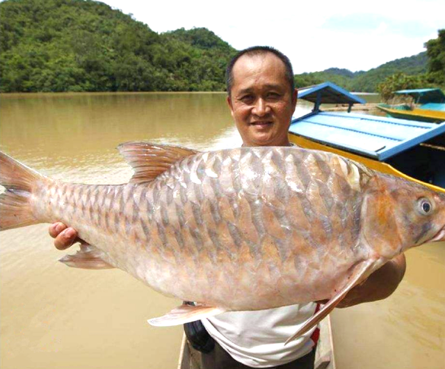 忘不了鱼的形态特征是什么，还知道鱼的哪些形态（马来西亚最贵河鱼第一名）