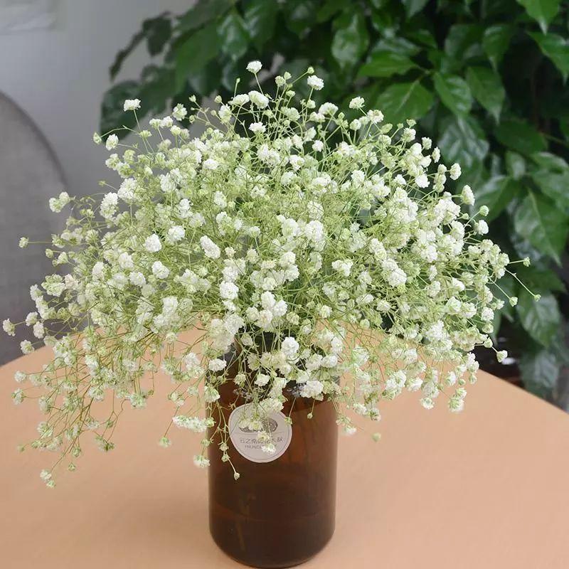 满天星也有很多颜色,花瓣星星点点,小巧可爱,桌子上摆一瓶,衬得家里