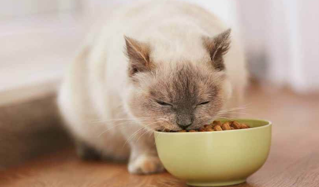 性价比高的猫粮，又便宜又好的猫粮排名前十（猫粮良心推荐，6款性价比好粮）