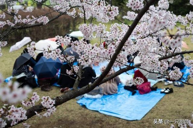 故乡的樱花开了，故乡的樱花开了出处是什么（岛民们，家乡的樱花开了）