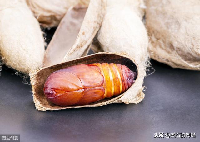 蚕变成蛾的过程（神奇动物之丝绸之路的起源——蚕宝宝变形记）