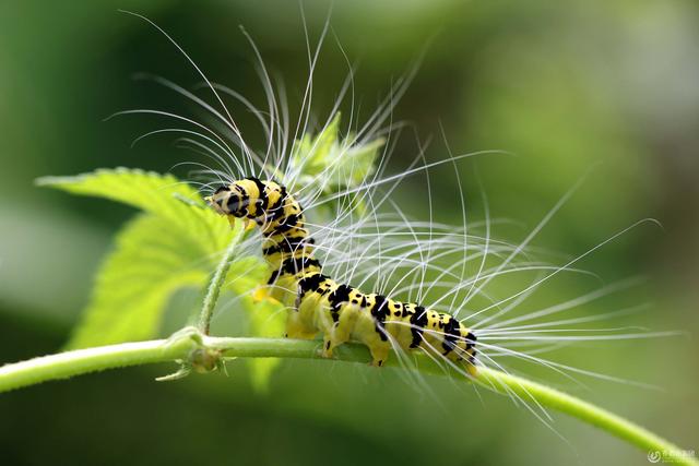 蚰蜒为什么不能踩死,蚰蜒为啥什么不能踩死(如今已经成为很多人的童年