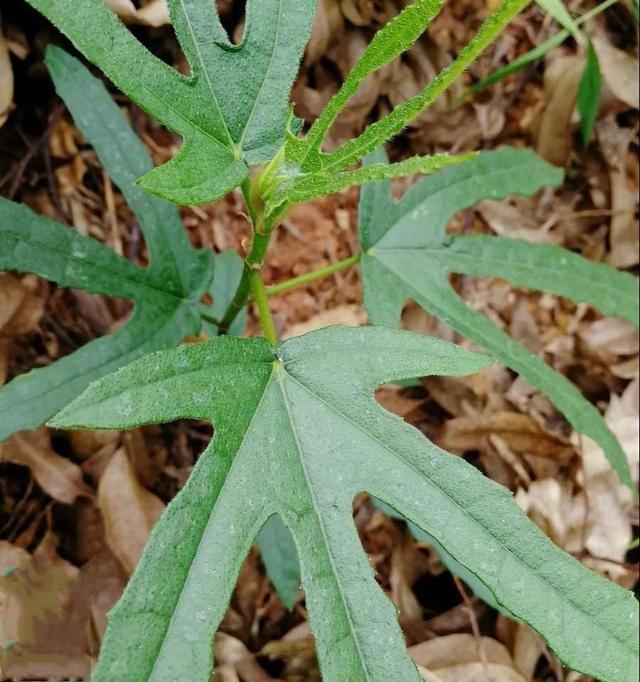 七指毛桃的功效与作用，七指毛桃的功效与作用禁忌（五指毛桃<七指、三指、一指>）