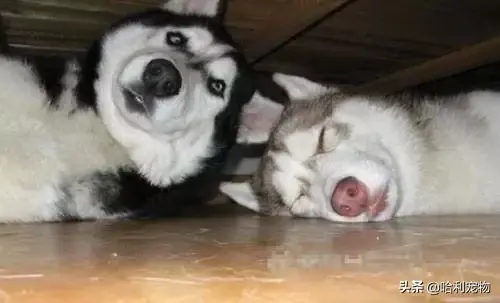 哈士奇和狼的区别有哪些，狼与哈士奇的区别（哈士奇与狼的区别）