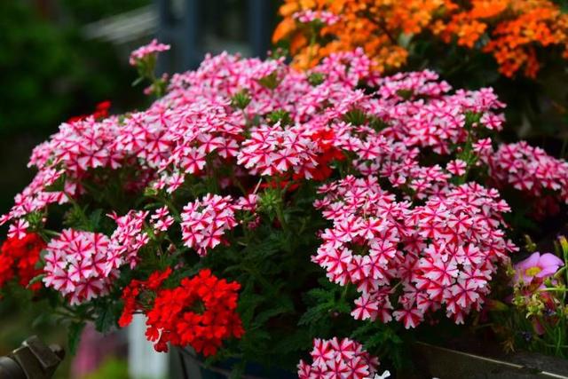 马鞭草花期多久，马鞭草生长期多少天（此种盆栽植物）