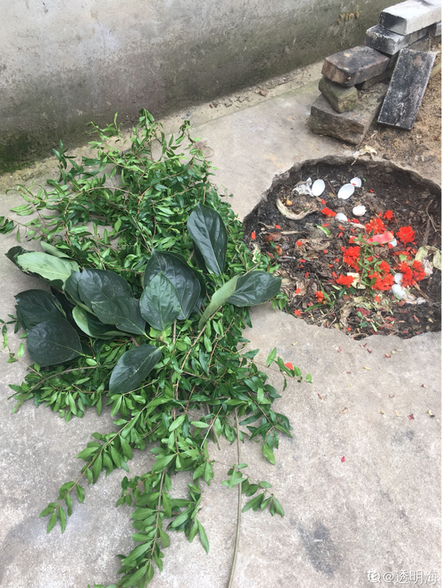 石榴树怎么养，石榴树苗什么时候种植最好（就能边赏花边吃果）