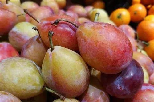 智利西梅是不是青色的,智利西梅有几个品种(怎样才能挑选到好的西梅) 智利西梅是不是青色的,智利西梅有几个品种(怎样才能挑选到好的西梅)