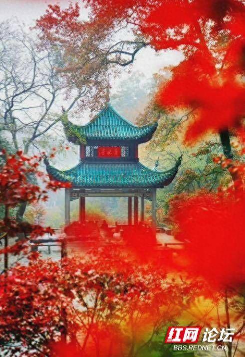 岳麓山爱晚亭的枫叶红了，百年前的爱晚亭其实是这样的