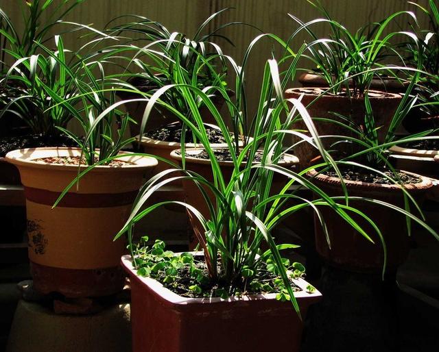 怎样养兰花 兰花的养殖方法，怎样养兰花（4个“基本”不能少）