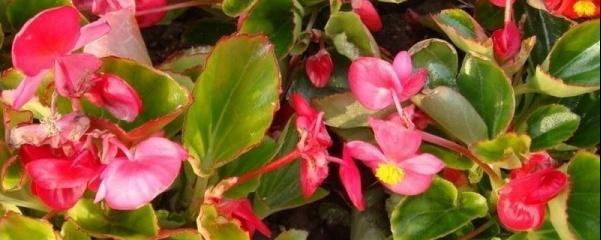 玻璃翠的养殖方法和注意事项，玻璃翠的扦插方法（玻璃翠应怎样扦插）