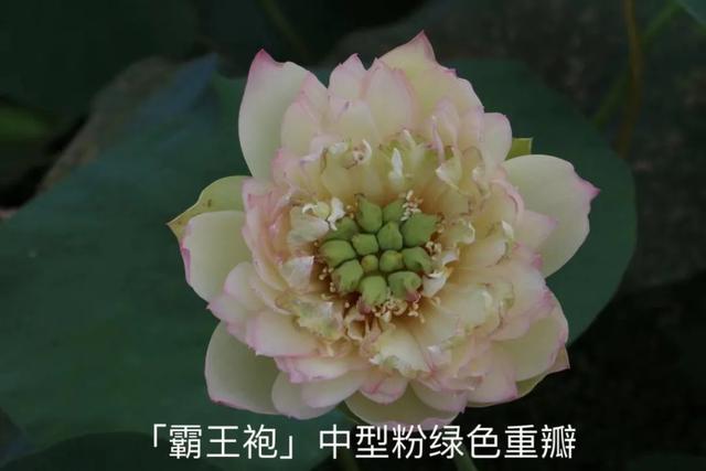 海尔芙拉的花期，海尔芙拉花苞（最能代表夏天的植物——碗莲、睡莲）