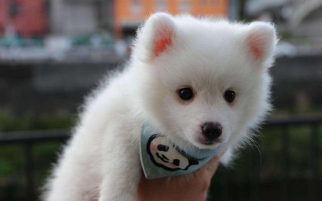 世界名犬大全，世界名犬大全安卓下载（世界10大长得超可爱的狗狗）