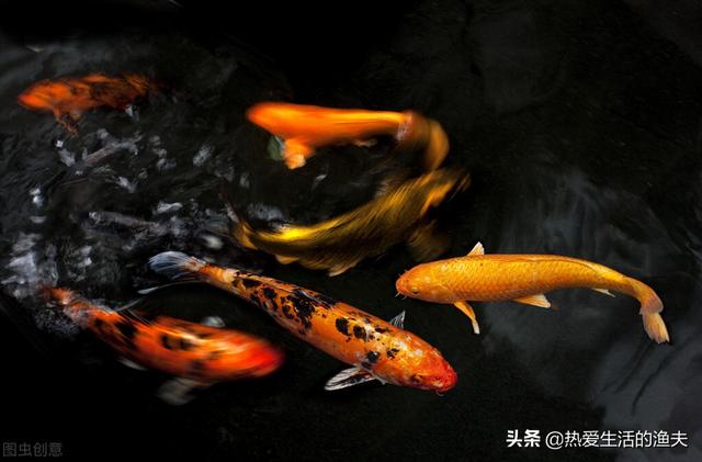 锦鲤几天喂一次食最好，养鱼27条寓意（锦鲤刚到家不吃食怎么办）