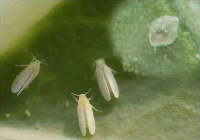 害虫有哪些昆虫，害虫有哪些昆虫介绍（常见害虫的处理和预防技巧）