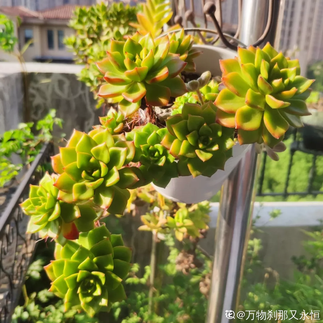 家里有虫子怎么办能除根，家里有虫子怎么除根（养花最怕遇到4种虫害）