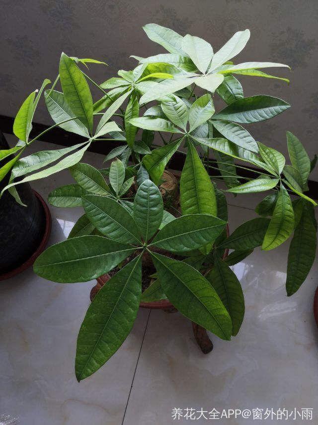 发财树可以扦插繁殖吗，发财树扦插繁殖方法（发财树养一盆就够了）