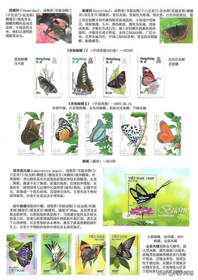 蝴蝶和蛾子的区别，蝴蝶和飞蛾有什么区别（鳞翅目昆虫-蝴蝶与蛾）