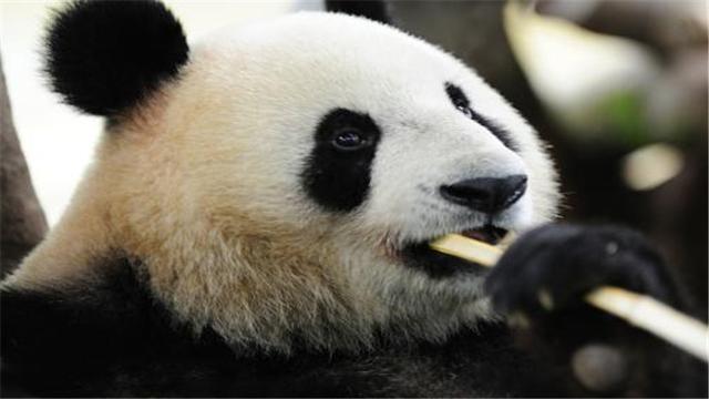 大熊猫的生活习性有哪些，国宝大熊猫的生活习性你知道吗