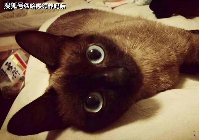 暹罗国是哪个国家（猫界变色龙：暹罗猫）