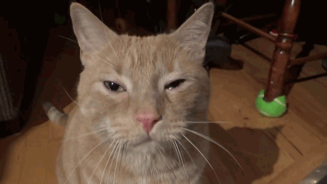 猫流眼泪怎么回事，猫咪有时候会流泪是怎么回事（猫咪流眼泪是因为“感动”而哭——关于猫流眼泪的真相）