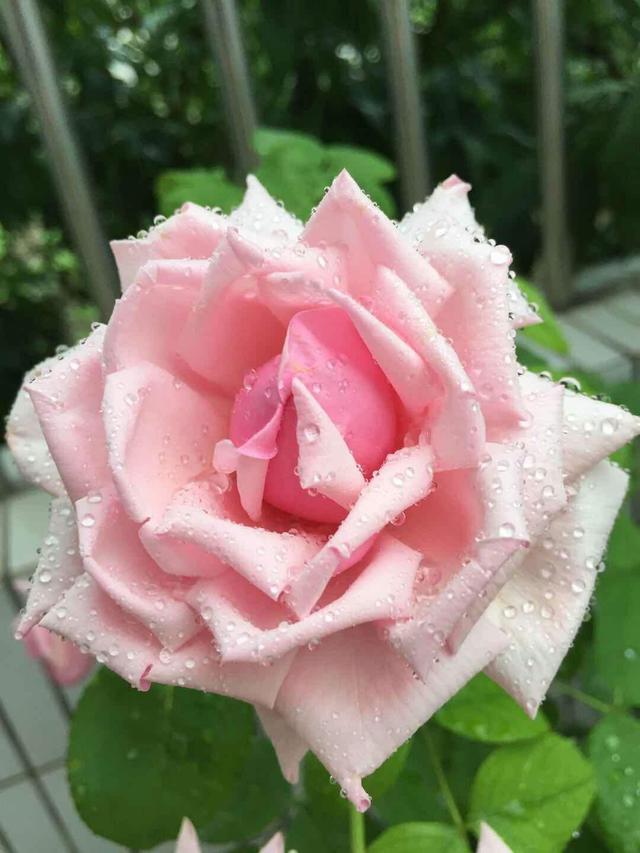 月季花是什么颜色的，月季花一般都是什么颜色（家里客厅摆这几种月季）