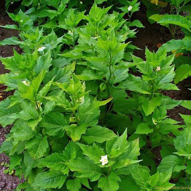 哥伦比亚龙珠果，哥伦比亚龙珠果竟是这种水果（在野外看到很多长得像姑娘果的植物）