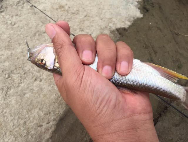 路亚能钓什么鱼，路亚竿能钓什么鱼（国内路亚的八种主要目标鱼及其分布）