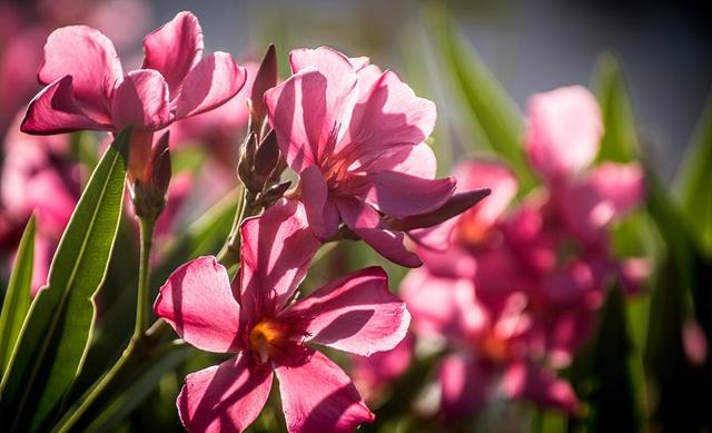 日本的花和花语，日本兰花花语（200种花卉的花语汇总）