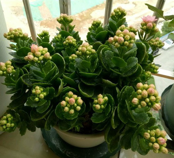 家里为什么不能养长寿花,室内养不好长寿花的"6个原因"