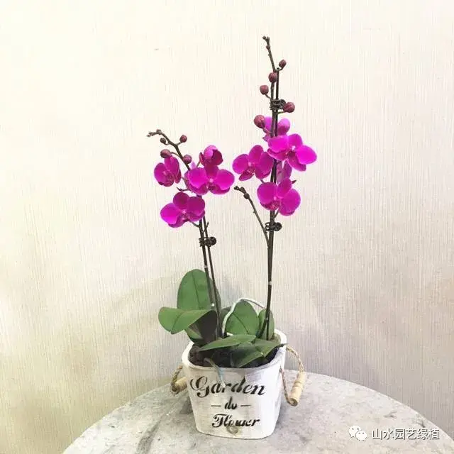 蝴蝶兰花语大全，各种颜色的蝴蝶兰花语