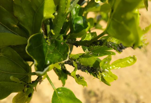 常见有害蚜虫，常见蚜虫种类介绍及防治方案大全