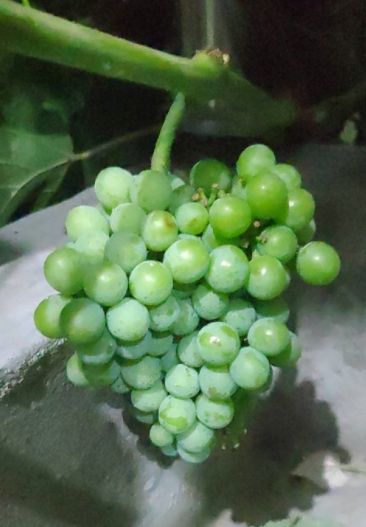 葡萄干怎么保存，葡萄干储存温度（葡萄干的制作方法太奇特）