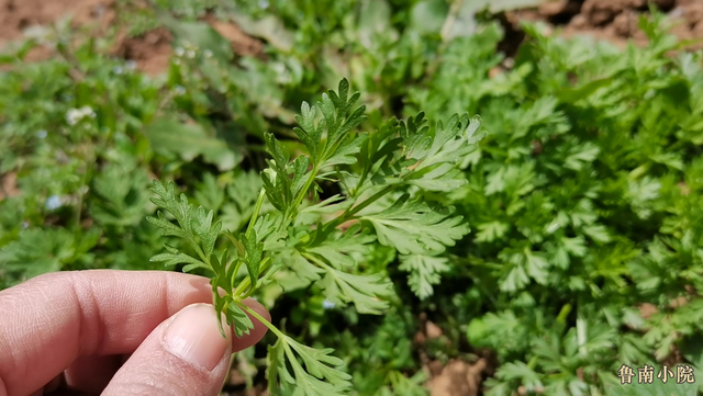 野艾蒿有什么药用价值,野艾蒿有什么药用价值和功效(艾蒿,苦蒿,黄蒿