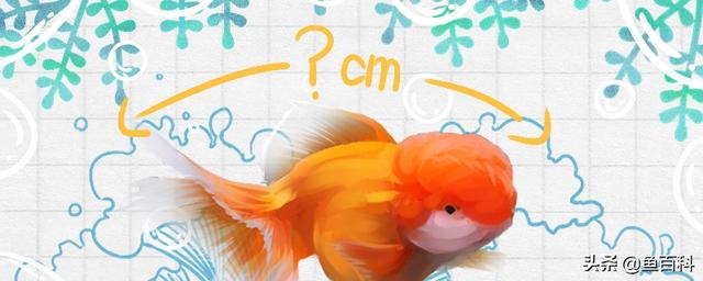 狮子头金鱼好养吗，狮子头鱼怎么养（2种文种金鱼）