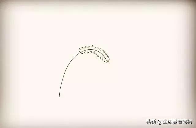 小草怎么画简笔画，小草怎么画简笔画图片 可爱（9步骤画狗尾巴草）