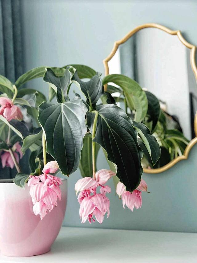 宝莲灯花的养殖方法和注意事项，宝莲灯花的养殖方法（掌握技巧就能养好它）