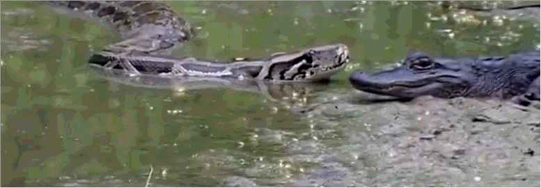 什么动物吃鳄鱼，什么动物吃鳄鱼尾巴（4米长蟒蛇吞食2米长鳄鱼）