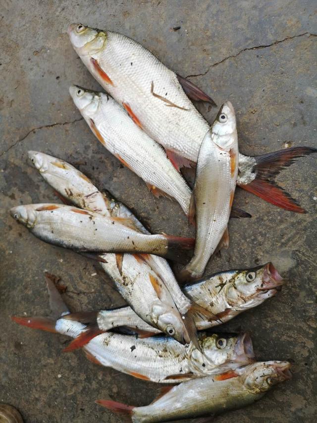 青稍鱼什么时候好钓，青稍怎么钓最快（春季手竿钓翘嘴的攻略与技巧）