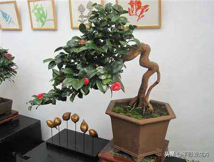 山茶花开花时间，山茶花养几年才开花（花苞多、开花也旺）