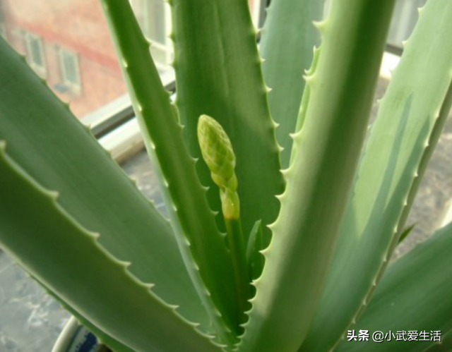 芦荟皮有毒吗，芦荟有毒的吗（吃着爽滑可口兼具美容养颜功效）