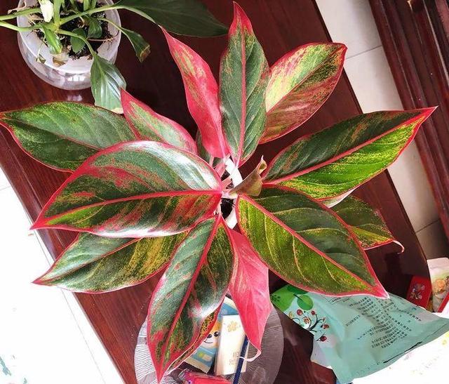 观音莲的花语，观音菩萨与莲花的寓意（守护你的小幸福）